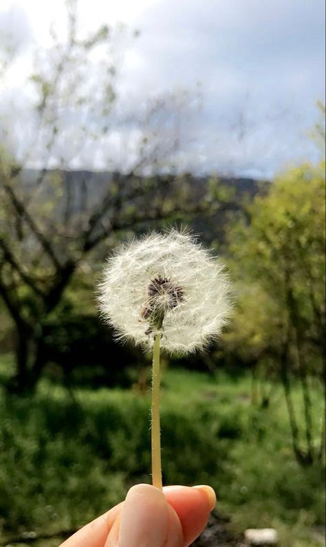 Mother nature. #naturalbeauty #makeawish Mother Nature Quotes Beauty, When Mother Nature Takes Back Whats Hers, Advertisement Campaign, Woman Blowing Dandelion, Mother Nature Taking Over, Mother Nature Meme Funny, Make A Wish, Mother Nature, Dandelion