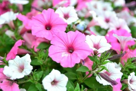 Petunias, Outdoor Gardens, Birds, Plants, Flowers