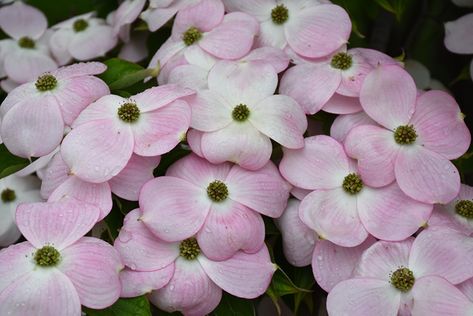 Stellar Pink Flowering Dogwood (Cornus 'Stellar Pink') at Stauffers Of Kissel Hill Stellar Pink Dogwood Tree, Pink Dogwood Tree, Oconomowoc Wisconsin, Dundas Ontario, Flowering Dogwood, Dogwood Blooms, Landscape Nursery, Pink Dogwood, House Updates