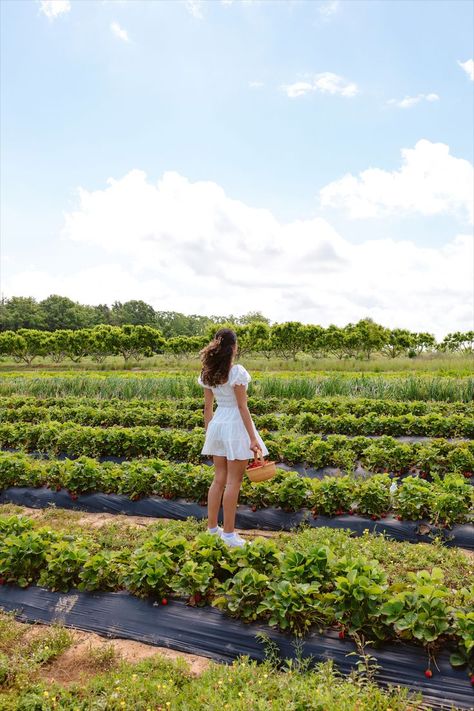 Strawberry Picking Pictures, Strawberry Picking Outfit, Vineyard Photography, Strawberry Field, Sunflower Photography, Mahabaleshwar, Strawberry Farm, Strawberry Picking, Aesthetic Photoshoot