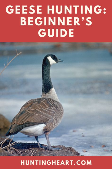 Bird Hunting Gear, African Goose, Egyptian Geese, Barnacle Goose, Sebastopol Geese, Hunting Fashion, Snow Geese, Hunting Clothing, Goose Hunting