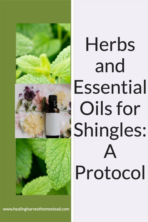 Lemon balm (Melissa officinalis) is a plant in the mint family. It tastes delicious with strong overtones of lemon due to a special chemical constituent it contains that makes it an exceptional choice for helping with herpes viruses and those related, such as shingles. #healingharvesthomestead#shingles#naturalhealing#health Essential Oil Recipe For Shingles, Natural Remedies For Shingles, Oils For Shingles, Essential Oils For Shingles, Melissa Officinalis, Diy Essential Oil Recipes, Healing Remedies, Essential Oils Herbs, Food Medicine