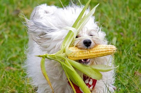 Can Dogs Eat Carrots, Can Dogs Eat Corn, Can Dogs Eat Tomatoes, Animal Eating, Dog Insurance, Corn Plant, Corn Cob, Dog Water Bowls, Dog Teeth Cleaning