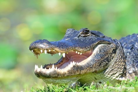 Florida wildlife: American alligator (Alligator mississippiensis), Everglades, Florida, USA Florida Wildlife, Florida Fish, Water Creatures, Everglades Florida, American Alligator, Nature Preserve, Slip And Fall, Crocodiles, Wildlife Conservation