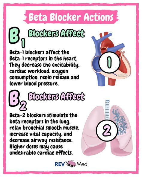 MUST SEE 👀 notes and mnemonics in the caption below ⤵️ Our captions & posts will have you covered for quick snapshots of difficult topics. Breaking it all down here 👉🏼 @rev.med ✅ Overview Alpha blockers and beta blockers are two types of postsynaptic anti-adrenergic medications that prevent their respective receptors from being stimulated by catecholamines, like norepinephrine and epinephrine.  There is 1 Heart: 🫀B1 adrenoceptors are mostly found in the heart There is 2 Lungs: 🫁 B2 adren... Alpha Beta Receptors, Adrenergic Pharmacology, Alpha And Beta Receptors, Nclex Notes, Pharmacology Mnemonics, Nursing Knowledge, Medical Heart, Nursing Flashcards, Nerdy Nurse