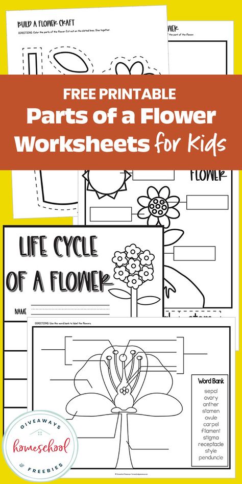 The easiest way to teach kids about flowers is to start off with a parts of a flower worksheet. You can download our free printable parts of a flower Parts Of A Flower Worksheet, Flower Worksheet, Flower Life Cycle, Bees For Kids, Plants Worksheets, Spelling For Kids, Life Cycles Activities, Study Cards, Parts Of A Flower