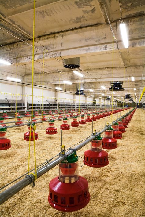 Farming House, Poultry Farm Design, Farming Land, Salvation Scriptures, Poultry Business, Ux Design Principles, Poultry House, Chicken Waterer, Backyard Farm