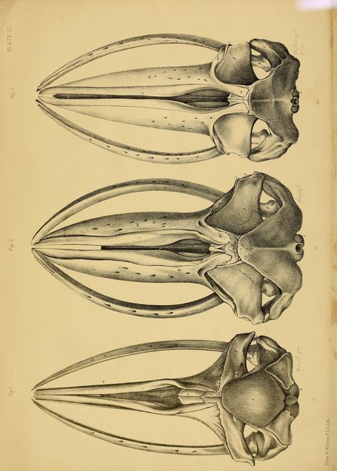 Humpback Whale Skull of Whale Skulls Bottom to Whale Skull, Whale Skeleton, Collage Party, John Edwards, Gothic Aesthetic, Skull Drawing, Humpback Whale, Ap Art, Blue Whale