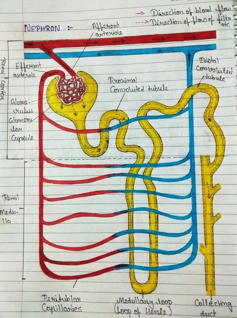 Nephron Nephron Diagram Class 10, Structure Of Nephron Diagram, Nephron Diagram Easy, Urinary System Drawing, Structure Of Nephron, Nephron Diagram, Aesthetics Notes, Handwriting Aesthetic, Lungs Drawing