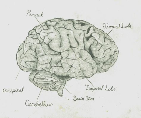 pencil drawing of a brain by Trevor Sim Brain Sketch Anatomy, Brain Parts Drawing, Brain Pencil Drawing, Human Brain Drawing, Moms Tattoo, Drawings With Meaning, Brain Drawing, Brain Illustration, Brain Anatomy