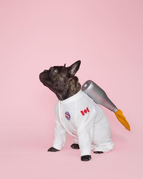 Halloween Astronaut, Bulldog Halloween Costumes, Astronaut Halloween Costume, Astronaut Halloween, Dog Astronaut, Astronaut Costume, Costumes Diy, Space Dog, Dog Branding