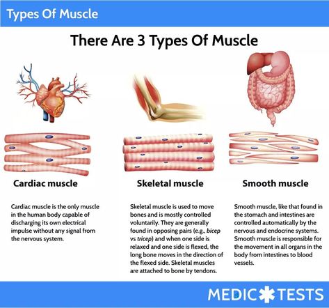 Emt Basic Study, Emt Basic Study Test Prep, Epithelium Tissue, Emt Basic, Nursing School Studying Cheat Sheets, Tissue Biology, Emt Study, Nursing School Essential, Nursing School Motivation