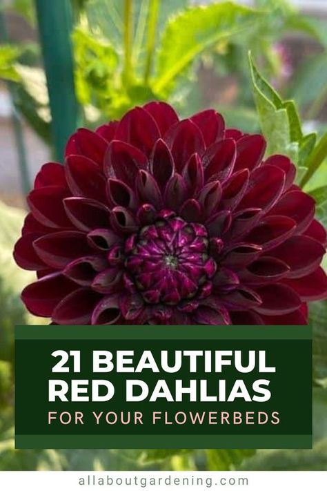 Looking to add some bold color to your flower beds this season? Red dahlias can make a statement in just about any garden. In this article, gardening expert Liz Jaros looks at her favorite red dahlia varieties to add to your garden this season. Red Dahlia Flower, Flower Planting Guide, Dahlia Flower Garden, Red Dahlias, Dahlia Varieties, Planting Dahlias, Long Vase, Red Dahlia, Dahlias Garden