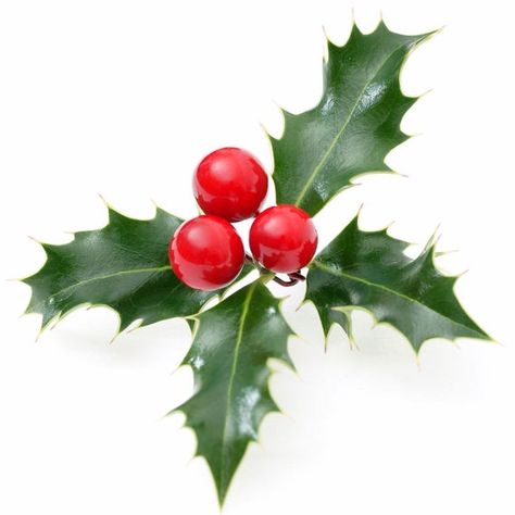 Christmas Holly Decorations, Holly Plant, Holly Decorations, Holly Berry, Holly Berries, Christmas Drawing, Holly Leaf, Plant Art, Luxury Candles