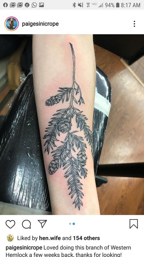 Hemlock Hemlock Tattoo Trees, Tree Branch Chest Tattoo, Eastern Hemlock Tattoo, Hemlock Branch Tattoo, Western Hemlock Tattoo, Hemlock Tree Tattoo, Pen Drawings On Skin, Drawings On Skin, Hemlock Tattoo