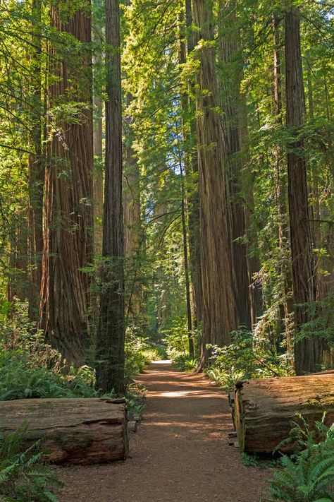 Hikes in Redwood National Park to Discover the Towering Redwoods North America Travel Destinations, Redwood National Park, Peace And Joy, Free Your Mind, Scenic Drive, Best Hikes, North America Travel, Pretty Places, State Of Mind