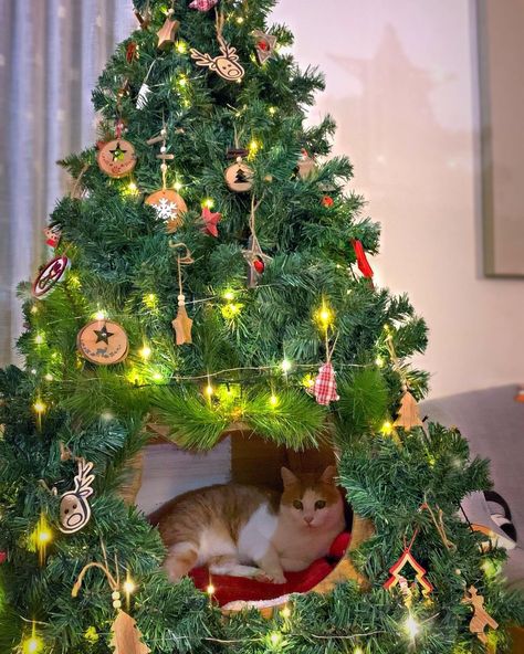 Cat Proof Christmas Tree, Cat Proofing, Pet Christmas, Pet Ideas, Diy Christmas Decorations Easy, Cat Christmas, Funny Animal Pictures, Christmas Animals, Christmas Projects