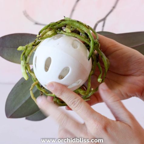 Japanese Kokedama, Kokedama Orchid, Diy Kokedama, Orchid Drawing, Hanging Orchid, Repotting Orchids, Indoor Orchids, Orchid Plant Care, Orchid Roots