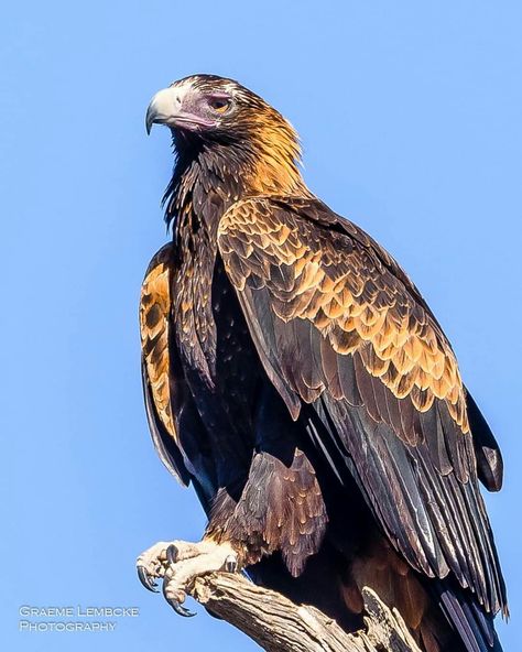 Graeme Lembcke Photography. Wedge-tailed Eagle. Australian Wedge Tailed Eagle, Wedge Tailed Eagle Drawing, Wedge Tailed Eagle Tattoo, Wedgetail Eagle, Different Types Of Eagles, Wedge Tailed Eagle, Eagle Artwork, Australian Fauna, Eagle Drawing