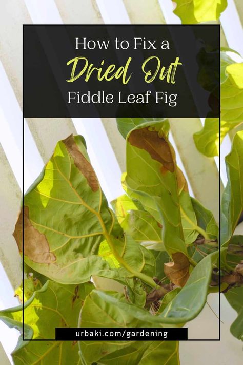 The fiddle leaf fig (Ficus lyrata) is a beloved indoor plant known for its striking foliage and elegant presence. However, there comes a time when this green beauty might show signs of distress, including drooping leaves, brown edges, and a generally dried-out appearance. In this article, we will delve into the art of rescuing a dehydrated fiddle leaf fig and show you the reasons behind its desiccation. Prepare to discover practical strategies to bring vitality back to your cherished plant... How To Care For A Fiddle Leaf Tree, How To Trim Fiddle Leaf Fig Tree, Propagate Fiddle Leaf Fig, Fiddle Leaf Fig Problems, Brown Spots On Fiddle Leaf Fig, Fiddle Tree, Fiddle Leaf Tree, Fiddle Fig, Fig Plant