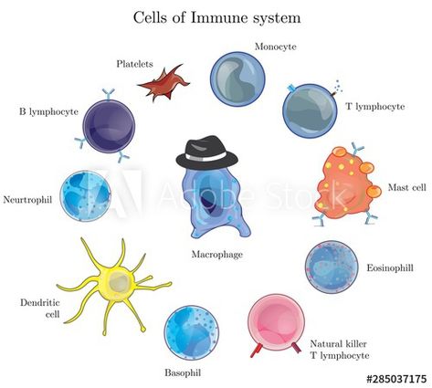 Medical Laboratory Science Student, Adaptive Immune System, Human Body Activities, B Cell, Medical Laboratory Science, Nursing School Survival, Medical Laboratory, School Survival, The Immune System