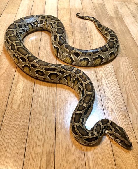 Pretty Snakes Beautiful, Python Head, Constrictor Snake, Crows Drawing, Snake Turtle, Snake Goddess, Snake Photos, Burmese Python, Poisonous Snakes