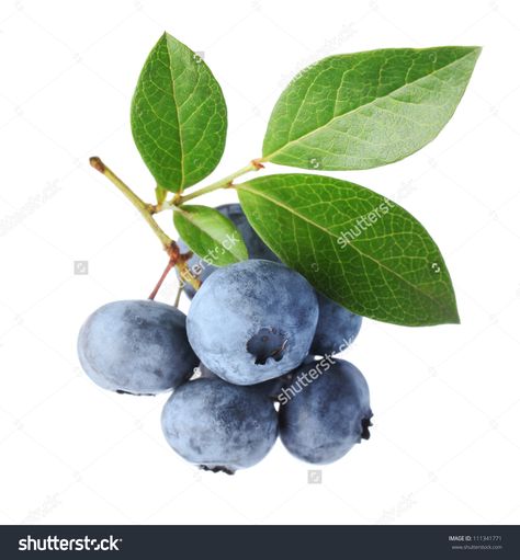 Fall Gardens, Kristina Webb, Blueberry Plant, Blue Fruit, Fruits Drawing, Fruits Photos, Fruit Summer, Blue Fruits, Watercolor Fruit