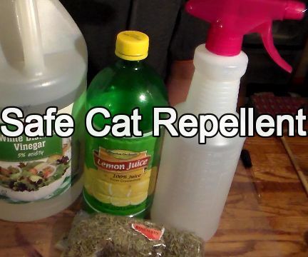 Cat Repellant Outdoor, Cat Deterrent Spray, Cats Dancing, Katt Diy, Cat Repellent, Cat Deterrent, Chat Diy, Cat Repellant, Cat Pee