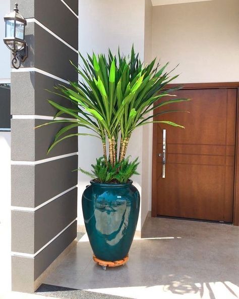 Enhance your curb appeal and create a welcoming atmosphere with our tall planters from Home Depot. Shop now and bring your outdoor space to life!

#HomeDepot #TallPlanters #OutdoorDecor #GardenDesign #FrontDoorDecor #FlowerPots #HomeImprovement Dracena Massangeana, Front Door The Home Depot, Planters Front Door, Tall Planters Front Door, Outdoor Plant Pots, Front Door Planters, Succulent Garden Landscape, Plant Pot Design, نباتات منزلية