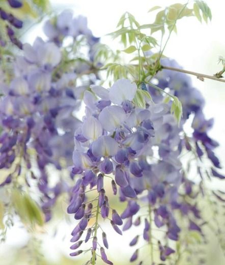 American Wisteria, Japanese Wisteria, Blue Wisteria, Wisteria Plant, Climber Plants, Clematis Montana, Mediterranean Garden, Buy Plants, Plant Combinations