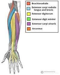 forearm Forearm Muscle Anatomy, Forearm Anatomy, Muscles Anatomy, Arm Anatomy, Human Muscle Anatomy, Forearm Muscles, Forearm Workout, Gross Anatomy, Anatomy Physiology