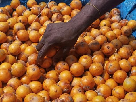 Health benefits of African star apple/Agbalumo/Udara [Kitchen butterfly] Sour Throat, Star Apple, Fruit Health Benefits, Forest Fruits, Apple Health, Nigerian Food, Help Digestion, Eat Fruit, Lower Blood Sugar