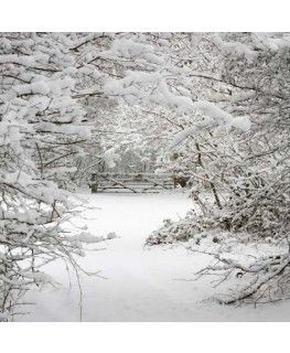 Snow Woods, Scenic Backgrounds, The Hunting Party, Forest Backdrop, Era Victoria, Snow Place, Winter Dance, Winter Backdrops, Forest Backdrops