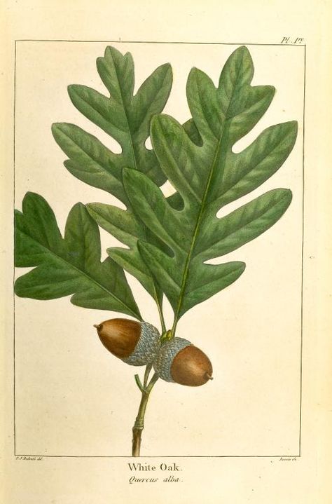 One of hundreds of thousands of free digital items from The New York Public Library. Acorn Drawing, Oak Tree Drawings, White Oak Leaf, Blackout Tattoo, Acorn And Oak, Illustration Botanique, Vintage Botanical Prints, Oak Leaves, Scientific Illustration