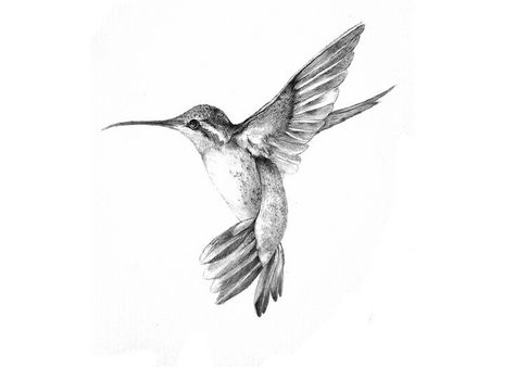 Hummingbird Tattoo Black, Hummingbird Sketch, White Bird Tattoos, Hummingbird Illustration, Hummingbird Drawing, Black Bird Tattoo, Black And White Birds, Hummingbird Tattoo, Tattoo Illustration