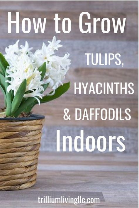 Spring Bulbs Garden, Growing Tulips, Daffodil Bulbs, French Country Garden, Spring Flowering Bulbs, Meteor Garden 2018, Garden Bulbs, Indoor Flowers, Spring Bulbs