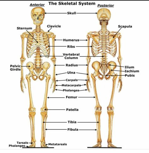 Body Organs Diagram, Skeletal System Anatomy, Skeletal Anatomy, Skeleton System, Human Skeletal System, Human Skeleton Anatomy, The Skeletal System, Muscle System, General Biology