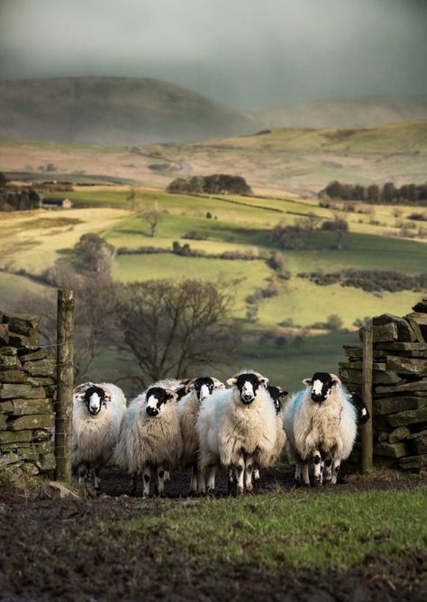 Black Faced Sheep, Fell Pony, Albino Animals, Farm Photography, Farm Tour, Sheep Farm, Green Rooms, Cumbria, Lake District