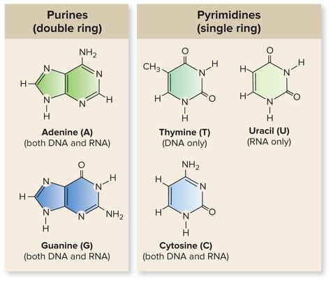 Nitrogenous Base comparison Botany Notes, Nitrogenous Base, Hijabi Streetwear, Biochemistry Notes, Biology Revision, Chemistry Education, Teaching Chemistry, Nucleic Acid, Cell Structure