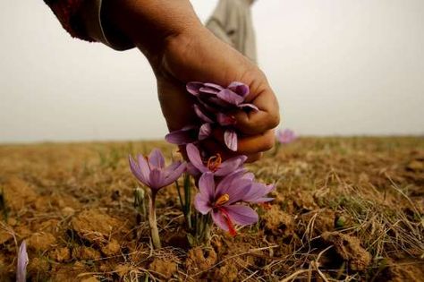 AP Photo/Mukhtar Khan  A Kashmiri man plucks saffron flowers at a farm in Pampore, south of Srinagar, Indian controlled Kashmir, on Sunday, Nov. 1, 2015. Huge quantities of these flowers are used to produce saffron, an aromatic herb that is one of the most expensive spices in the world. Plucking Flowers, Saffron Flowers, Allium Giganteum, Grimm Brothers, Saffron Flower, Heirloom Roses, Blue Corn, Srinagar, Aromatic Herbs