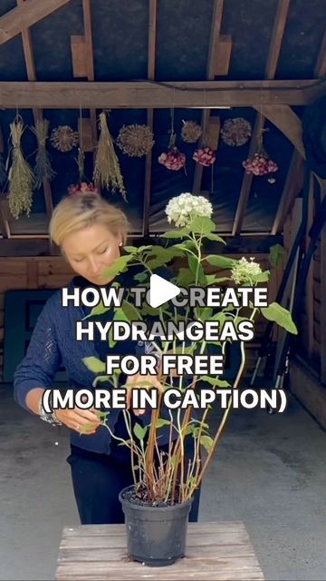 Diy Propagation, Propagating Hydrangeas, Front Yard Flowers, Repotting Plants, Hydrangea Landscaping, Hydrangea Garden, Hummingbird Garden, Planting Hydrangeas, Indoor Plant Care