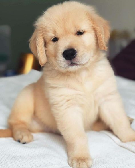 Cute Dog Wallpaper, Cute Dogs Images, Very Cute Puppies, 골든 리트리버, Super Cute Puppies, Cute Dog Photos, Cute Animals Puppies, Very Cute Dogs, Really Cute Dogs