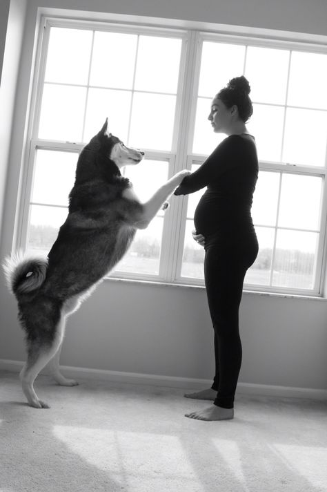 Pregnant Belly Aesthetic, At Home Maternity Shoot With Dog, Casual Maternity Pictures With Dog, Belly Aesthetic, Maternity Photos With Dog, Maternity Photography Poses With Dogs, Maternity With Dog Photography, Pregnant Dog Maternity Shoot, Diy Maternity Photos