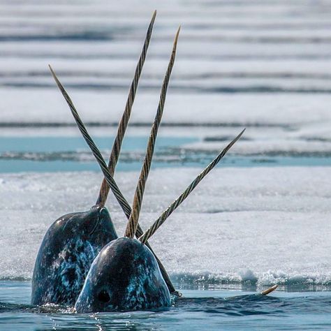 National Geographic on Instagram: “Photograph by @paulnicklen // How many narwhals can fit into a seal hole?  It is astounding to watch how they carefully wield their 8 foot…” Narwhal Pictures, Amazing Places To Visit, Save Our Oceans, A Seal, Beautiful Sea Creatures, Marine Mammals, Narwhal, Marine Animals, Ocean Animals