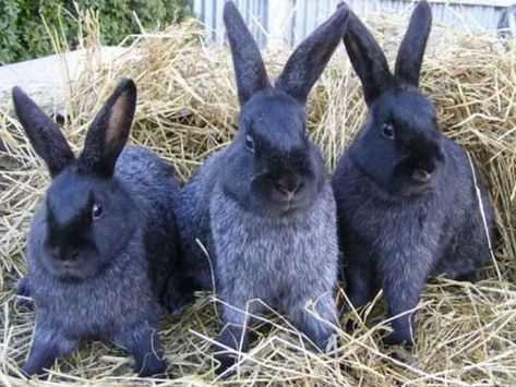 Meat Rabbits, Rabbit Breeds, Little Critter, Rodents, Cute Bunny, Farm Life, Northern California, Rabbits, Product Reviews