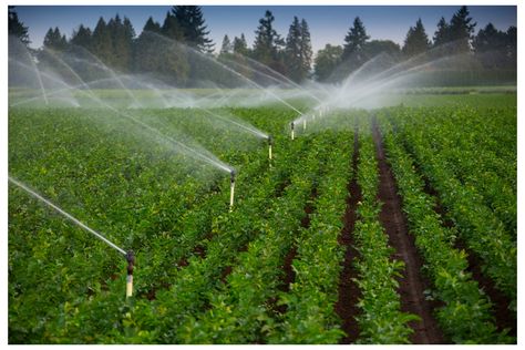 Agriculture Photography, Hydroponic Grow Systems, Irrigation Controller, Water Irrigation, Farm Business, Water Valves, Sprinklers, Water Resources, Organic Farming