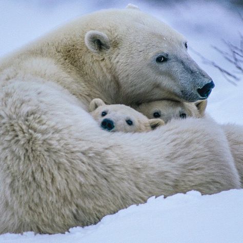 Mother polar bear protects her cubs  Photo by @paulnicklen Baby Polar Bears, Bear Cubs, Cute Animal Pictures, Sweet Animals, Nature Animals, 귀여운 동물, Animals Friends, Beautiful Creatures