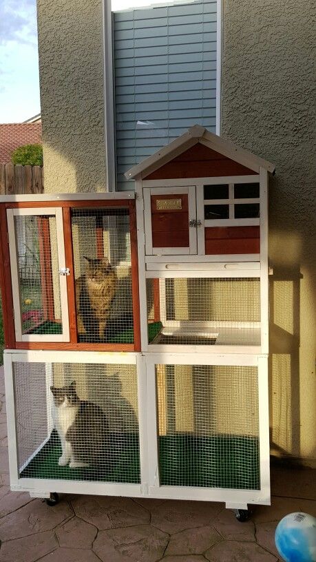 Catio. Expanded a chicken coop so cats have safe access to some sunbathing outdoors.  24/7 access to indoor outdoor anytime the want. Cat patio. Cat perch. Window box. Cat outdoor enclosure Portable Cat Enclosure, Cat Outdoor Enclosure, Portable Catio, Outdoor Cat Tree, Catio Ideas, Cat Enrichment, Cat House Plans, Feral Cat House, Outdoor Enclosure