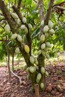 Premium Photo | Natural cocoa powder, cocoa beans and chocolate Cocoa Plant, Cacao Fruit, Avocado Tree, Starter Plants, Theobroma Cacao, Fruit Plants, Exotic Fruit, Growing Tree, Exotic Plants