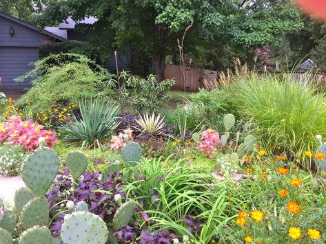 Eco Landscaping | Natural Landscapes for Central Oklahoma | Page 2 Native Plant Landscape, Wildflowers Photography, Natural Landscaping, Plant Breeding, Native Plant Gardening, Small Nurseries, Wildlife Gardening, Landscaping Plants, Plant Nursery